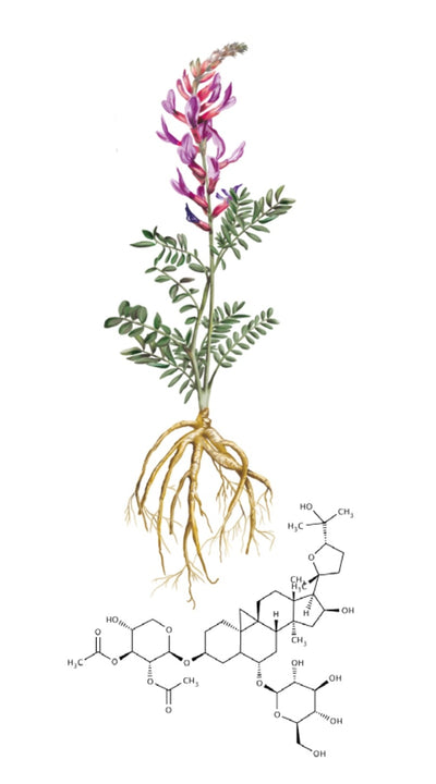 Astragalus
