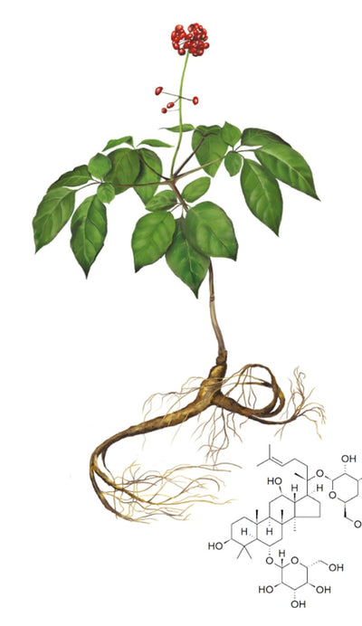 Panax Ginseng