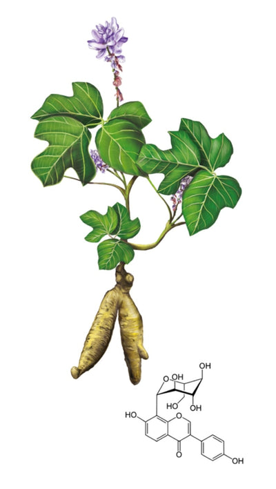 Kudzu