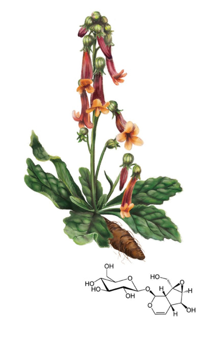 Rehmannia