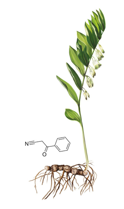 Solomon’s Seal