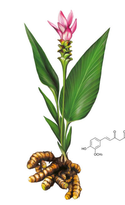 Turmeric